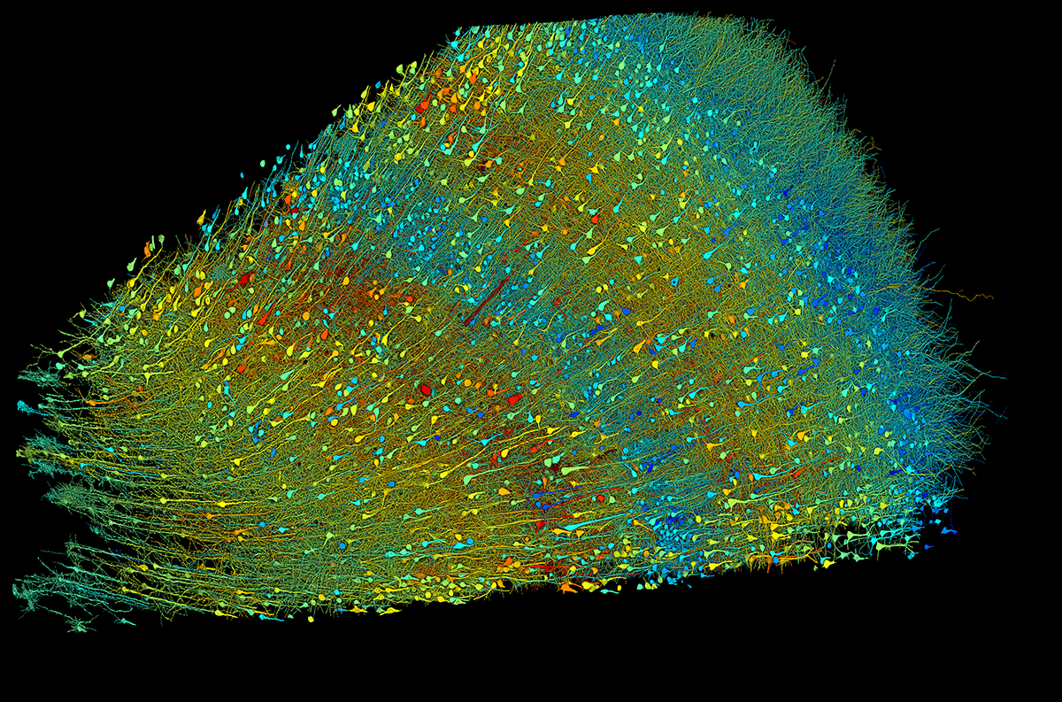 Synapses
